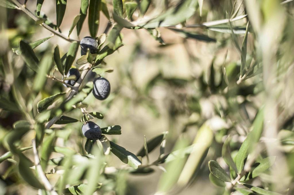 Montabone Azienda Agrituristica Alcastle מראה חיצוני תמונה